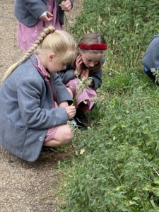 Heritage Infants and Juniors go on Nature Walks in the Summer Term