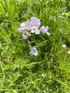 Heritage Infants and Juniors go on Nature Walks in the Summer Term