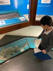 Upper Prep pupils exploring fossils and geological specimens at the Sedgwick Museum of Earth Sciences.