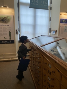 Upper Prep pupils exploring fossils and geological specimens at the Sedgwick Museum of Earth Sciences.