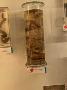 Heritage Year 2 pupils visited the University Museum of Zoology
