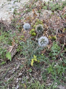 Heritage pupils on Autumn term nature walks