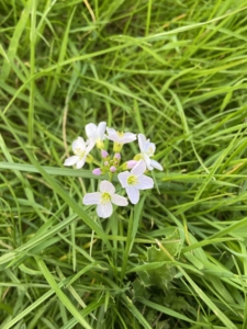 Heritage Year 7 Pupils explore the Cambridge area during Nature Walks