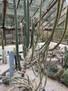 Year 8 and Year 9 pupils studying plant adaptations in the glasshouses at the Cambridge University Botanic Garden.