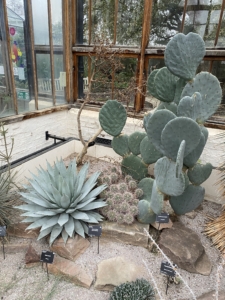 Year 8 and Year 9 pupils studying plant adaptations in the glasshouses at the Cambridge University Botanic Garden.