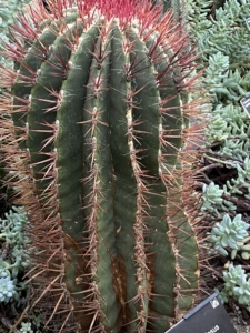 Year 8 and Year 9 pupils studying plant adaptations in the glasshouses at the Cambridge University Botanic Garden.