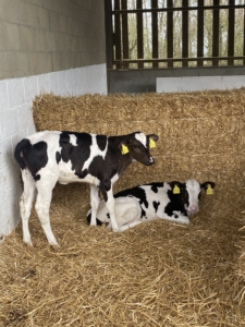 Year 8 visited Park Farm in Madingley