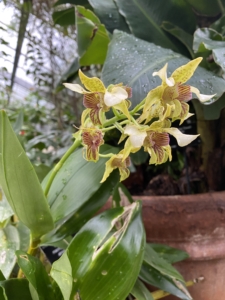 Year 8 and Year 9 pupils studying plant adaptations in the glasshouses at the Cambridge University Botanic Garden.